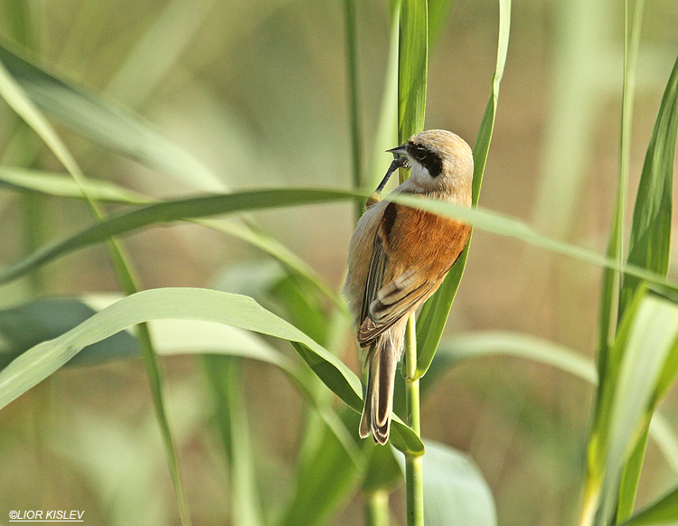 Eurasian Penduline Tit  Remiz pendulinus .Kibbutz Hamadia fish ponds,Beit Shean valley 15-11-12. Lior Kislev